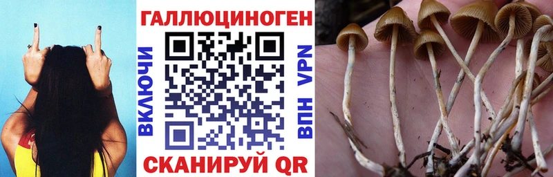 Галлюциногенные грибы Psilocybine cubensis  Орлов 